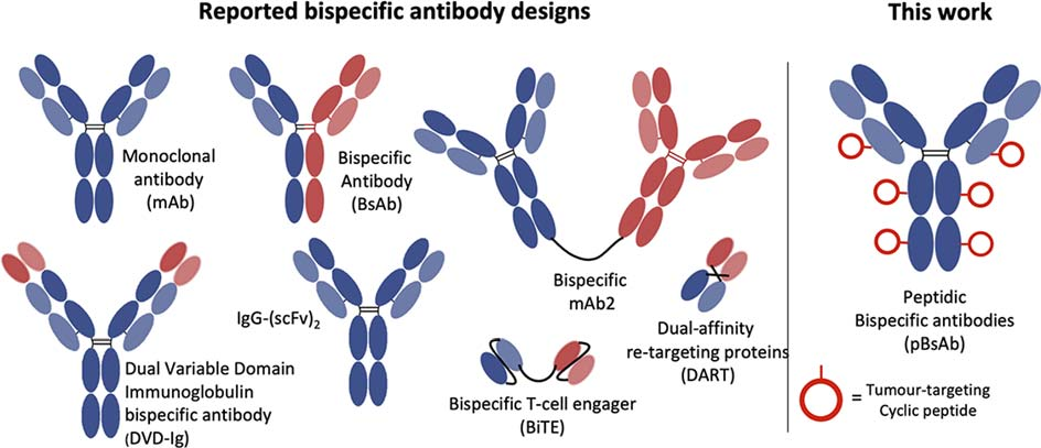 Macrophage-engaging peptidic bispecific antibodies（pBsAbs）for immunotherapy via a facile bioconjugation strategy